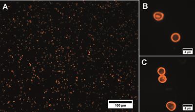 Cancer Cell Targeting With Functionalized Quantum Dot-Encoded Polyelectrolyte Microcapsules